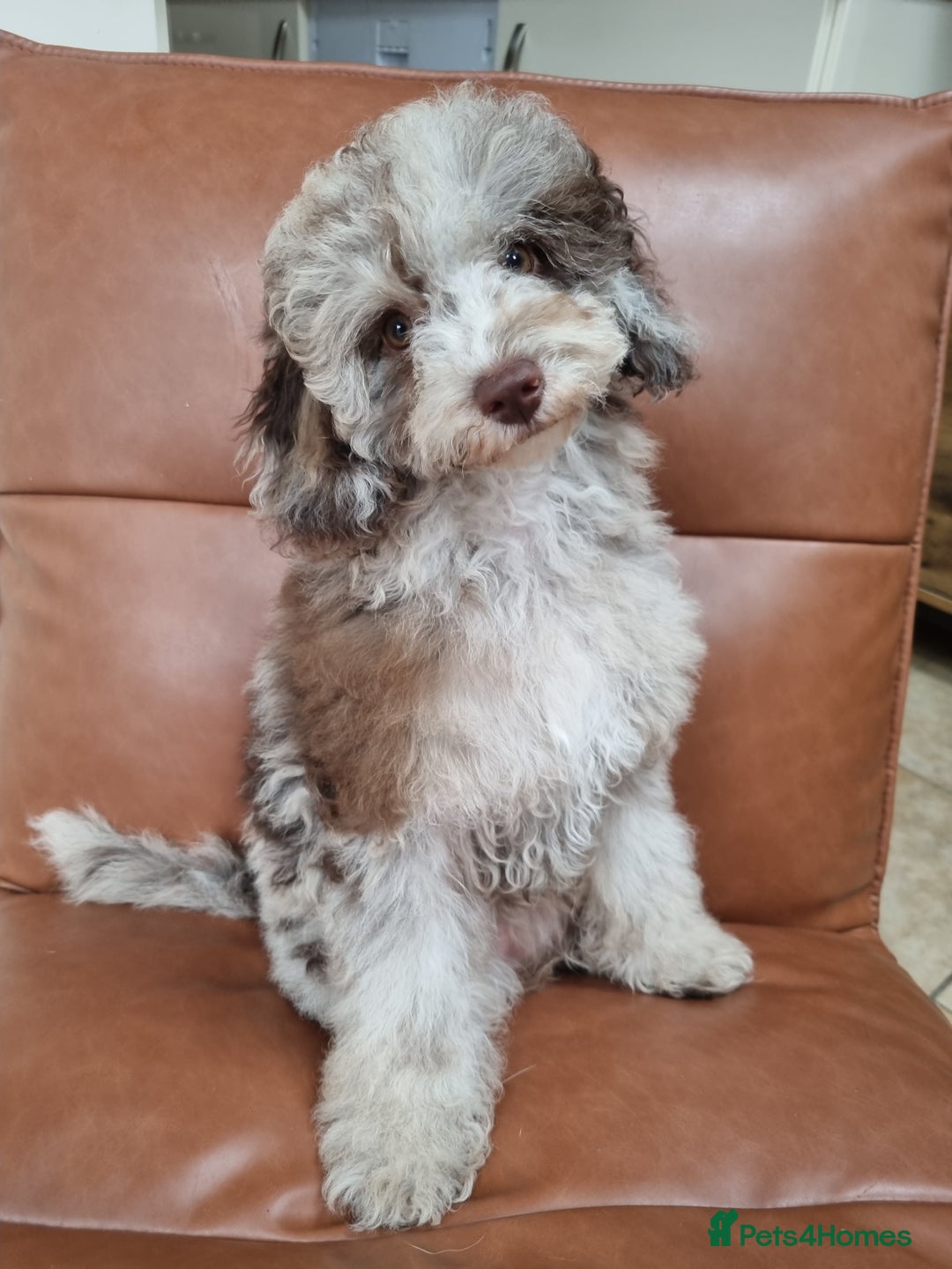 Toy Poodle dogs for sale: Stunning chocolate merle toy poodle girl! 16 weeks - Image 3