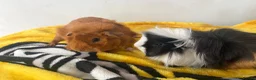 Guinea Pig rodents for sale: 2 beautiful male guinea pigs  in Polegate - Advert 1