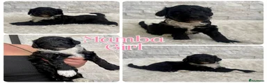 Mamba girl