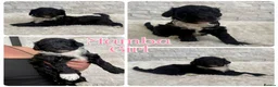 Mixed Breed dogs for sale: Fab❤️ Tibetan terrier X Miniature poodle puppies❤️ - Advert 16