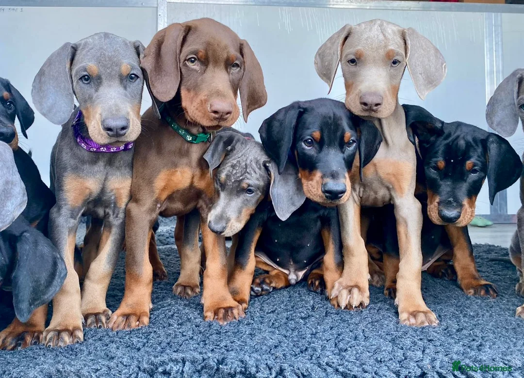 Dobermann dogs for stud: KC Health & Heart tested stud in Burnley - Advert 17