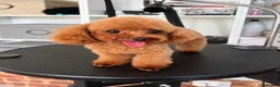 Toy Poodle dogs for stud: Asian Toy Poodle-TINY 1.2kg-TEDDYCUP - Advert 2