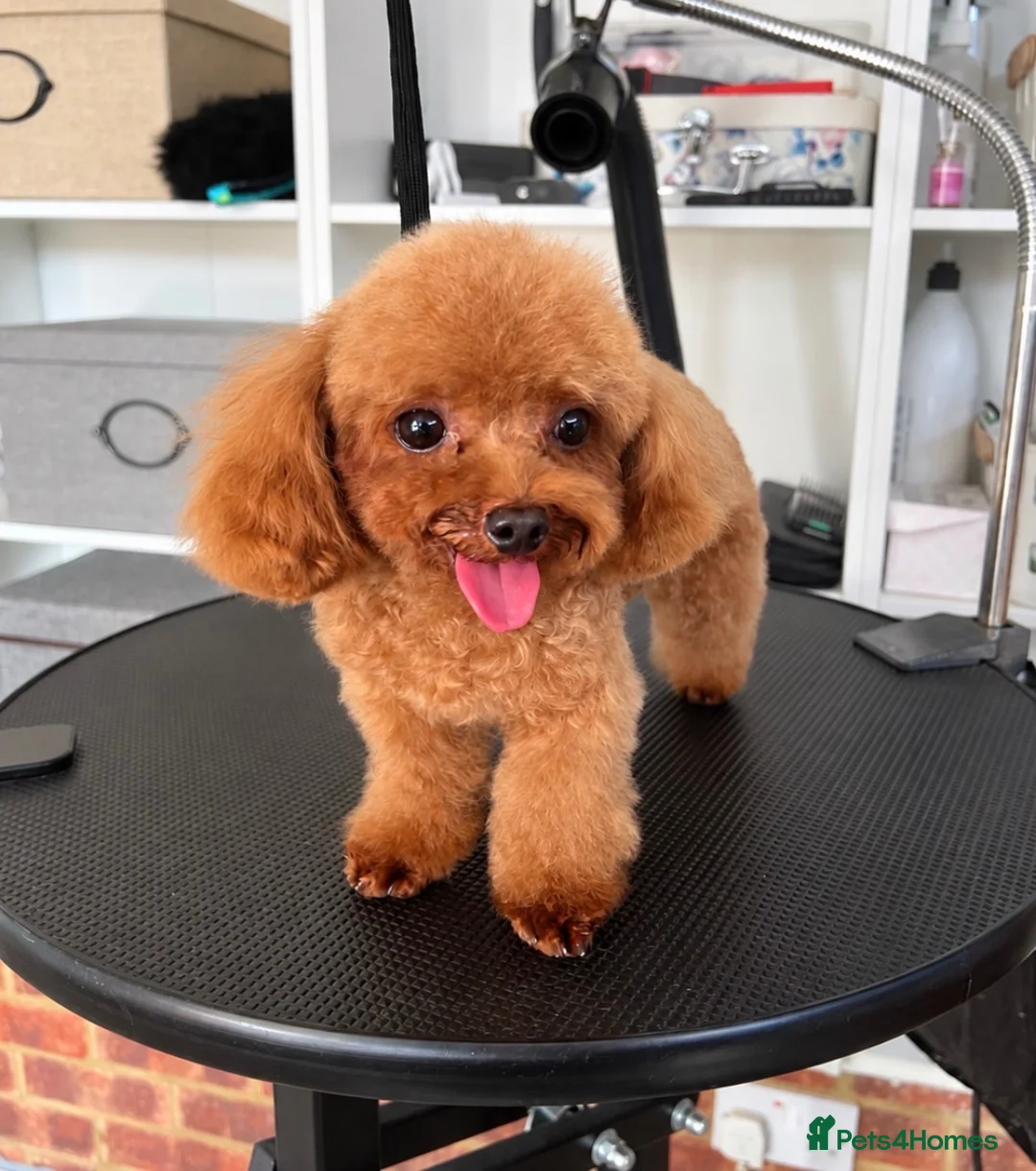 Toy Poodle dogs for stud: Asian Toy Poodle-TINY 1.2kg-TEDDYCUP - Advert 2