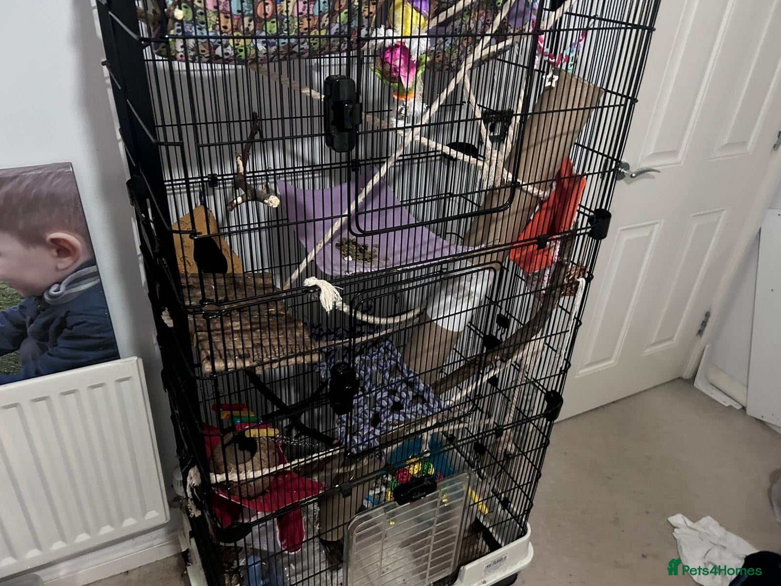 Rat rodents Three female rats, cage and all accessories  - Advert 1