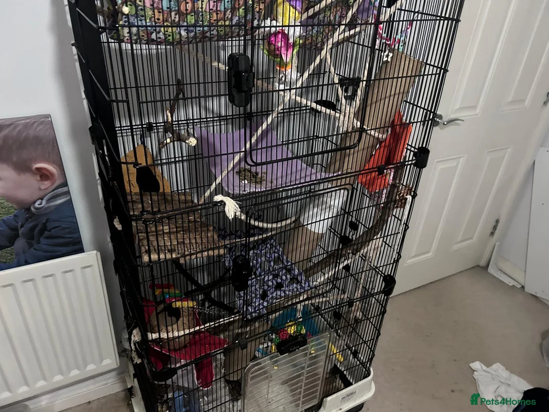 Rat rodents for sale: Three female rats, cage and all accessories  - Advert 1