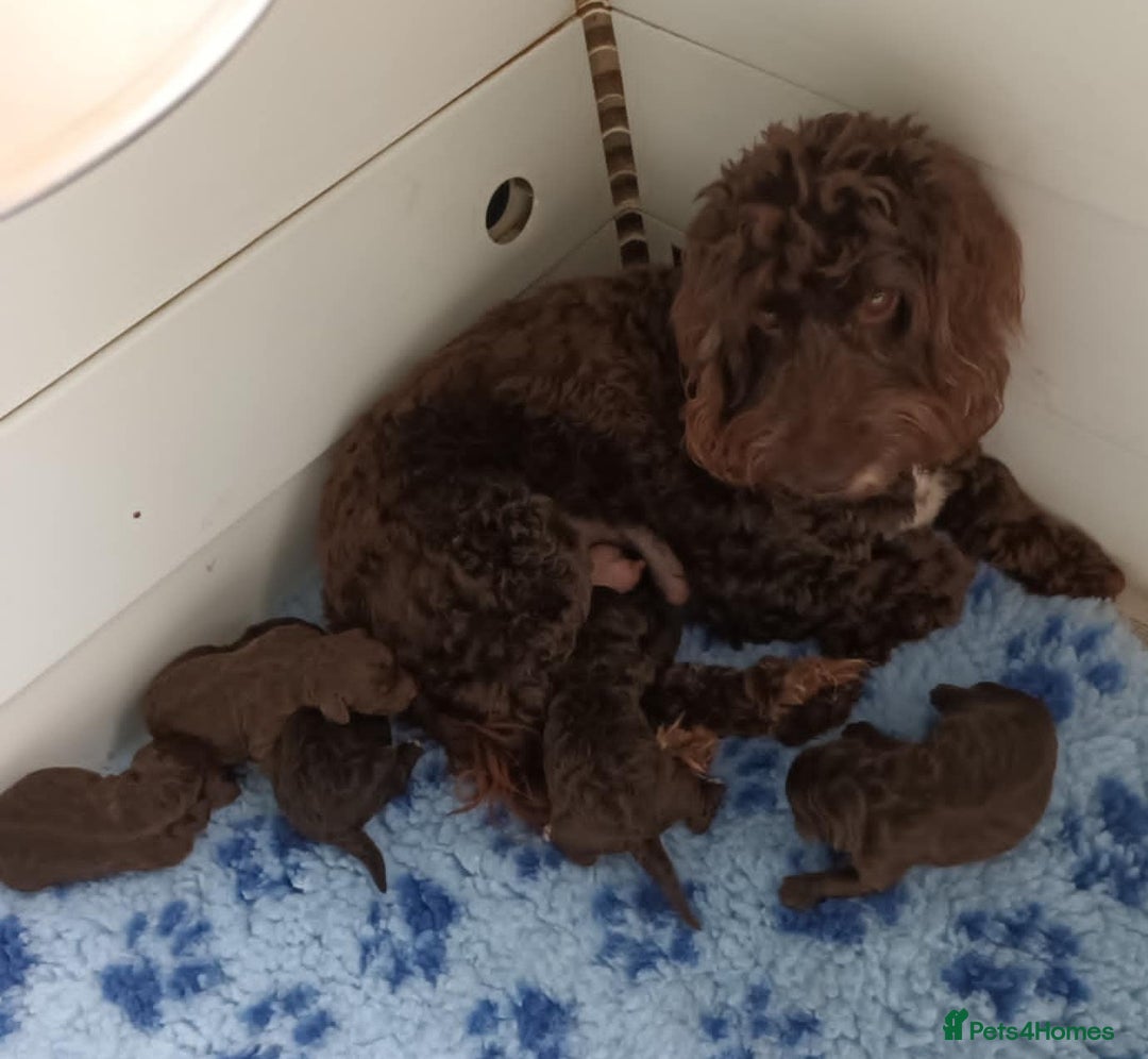 Cockapoo dogs for sale: READY NOW. KODI. F1b COCKAPOO FROM 5* BREEDER. - Image 7