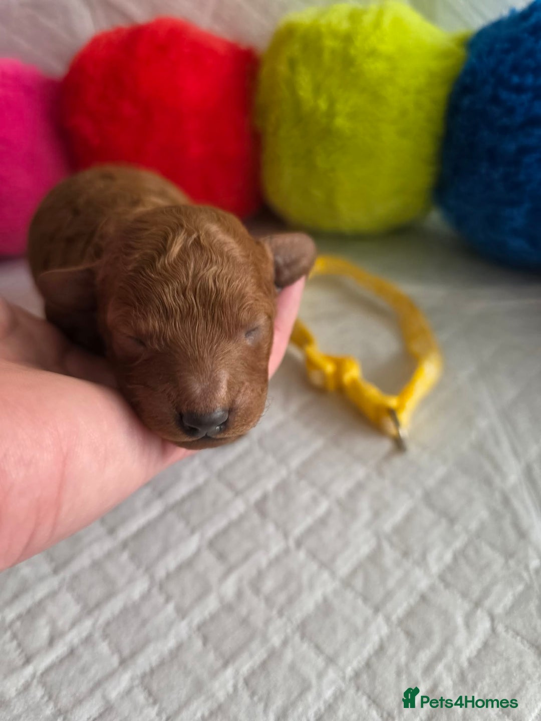 Cavapoo dogs for sale: 🥇 Finest Quality Beautiful F1b Cavapoos 🥇 - Advert 13