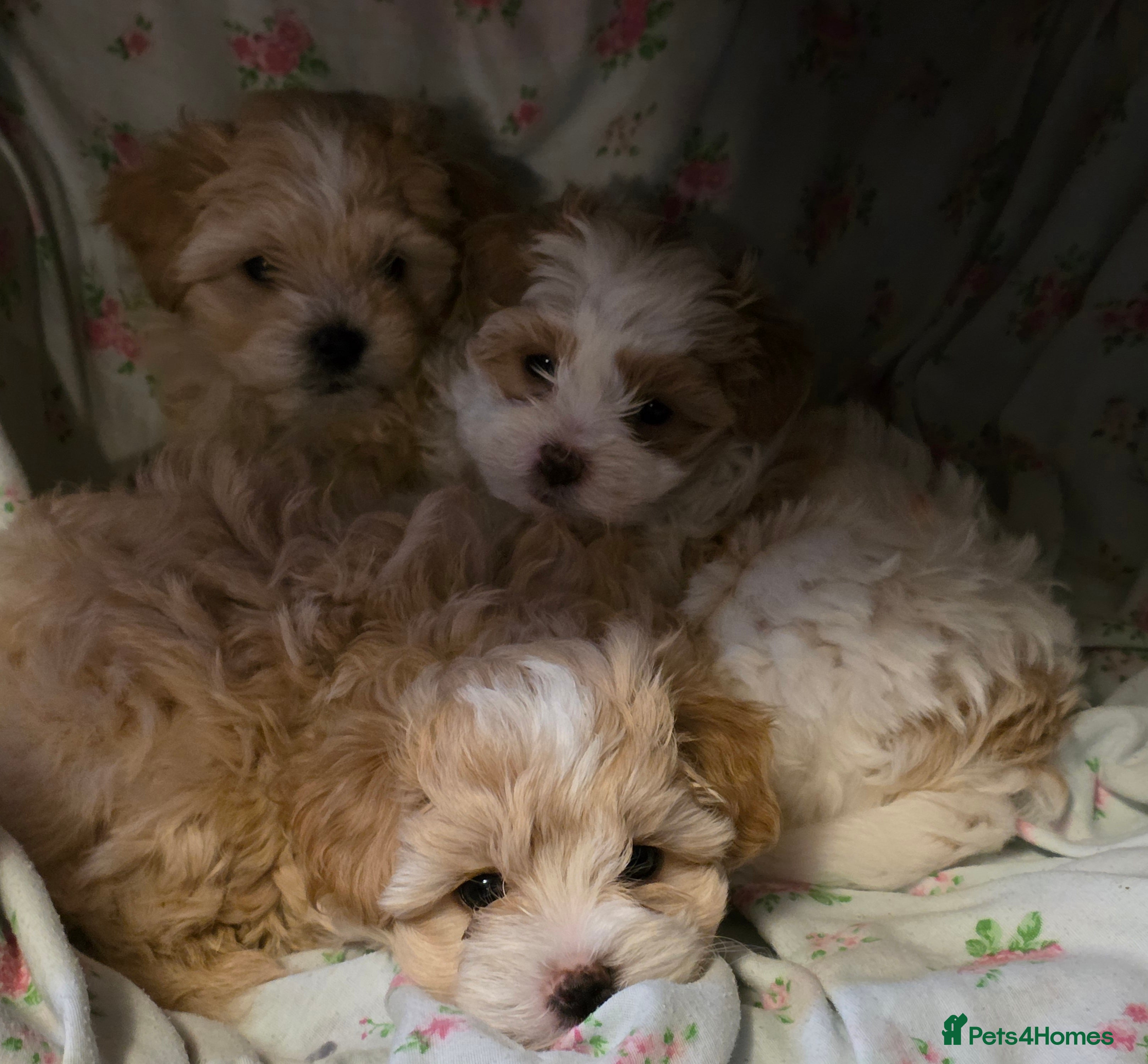 Maltipoo dogs Beautiful f1 korean maltipoo males - Advert 1
