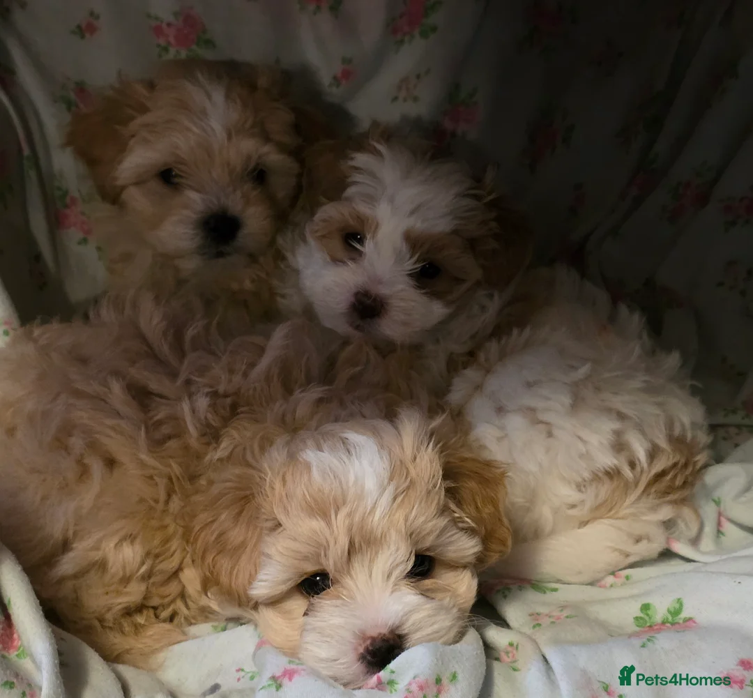 Maltipoo dogs for sale: Beautiful f1 korean maltipoo males - Advert 1