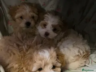 Maltipoo dogs Beautiful f1 korean maltipoo males - Advert 9