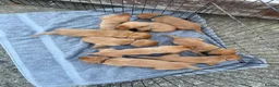 Labrador Retriever dogs for sale: Fox Red Labradors, Purebred, Health Checked - Advert 3