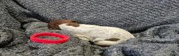 German Shorthaired Pointer dogs for sale: German Shorthaired Pointer Puppies  - Advert 39