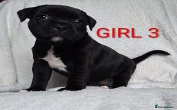 Staffordshire Bull Terrier dogs for sale: KC registered Champions Bloodline Show Quality  - Image 20