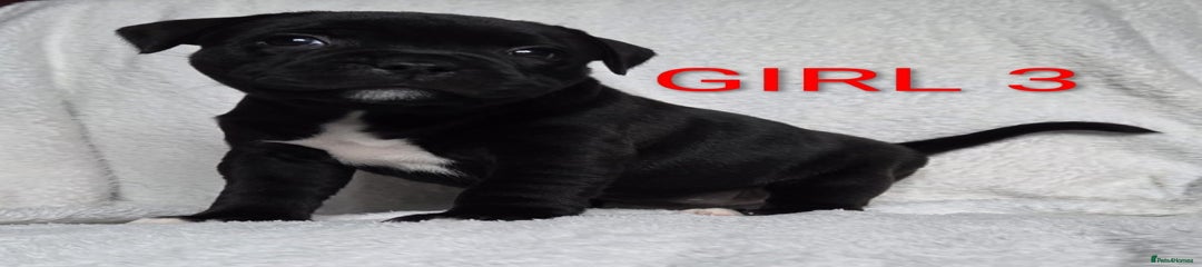 Staffordshire Bull Terrier Puppy 6