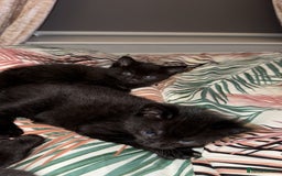 British Shorthair cats for sale: 4 full black cats - Image 3