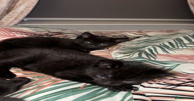 British Shorthair cats - Advert 2