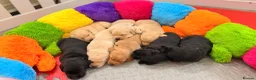 Goldador dogs for sale: Beautiful Goldador Puppies - Advert 4