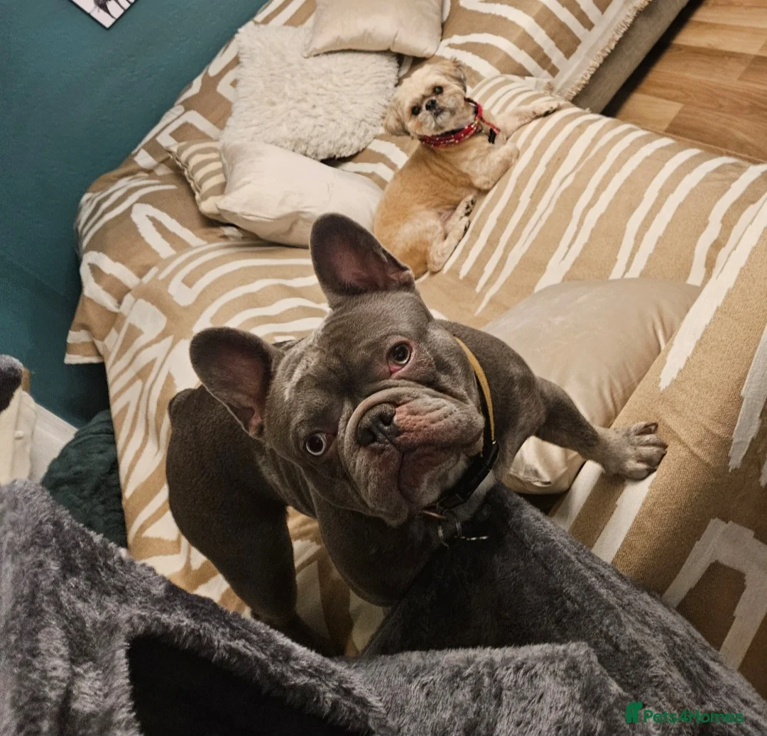 French Bulldog dogs for sale: 2 boys for sale - Advert 7