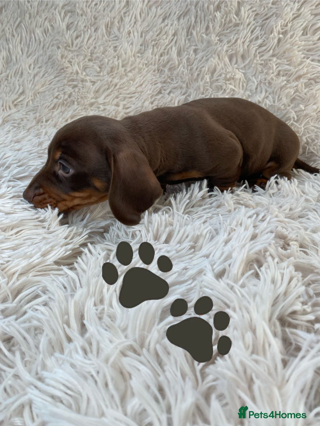 Miniature Dachshund dogs for sale: Chocolate and tan boys. - Advert 11