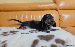 Miniature Dachshund dogs for sale: Miniature Dachshund for sale - FULLY VACCINATED - Image 4