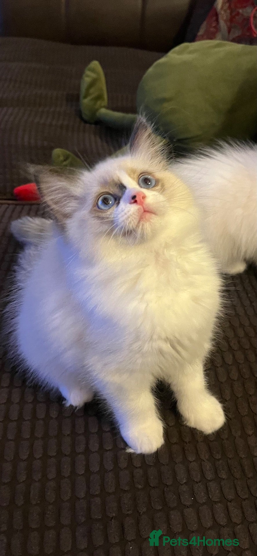 Ragdoll cats Beautiful baby girl ragdoll  - Advert 2
