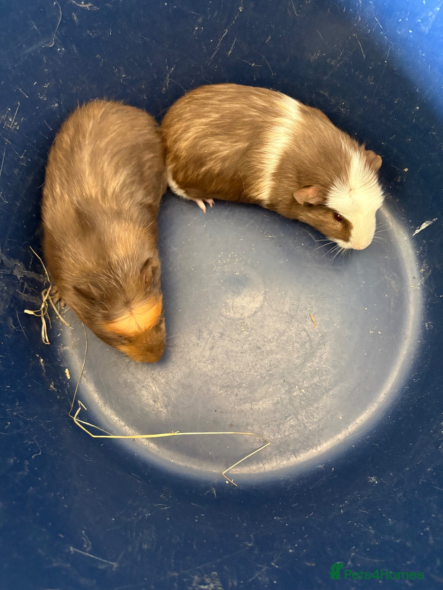Guinea Pig rodents Young Male guinea pigs ready to leave soon  - Advert 6