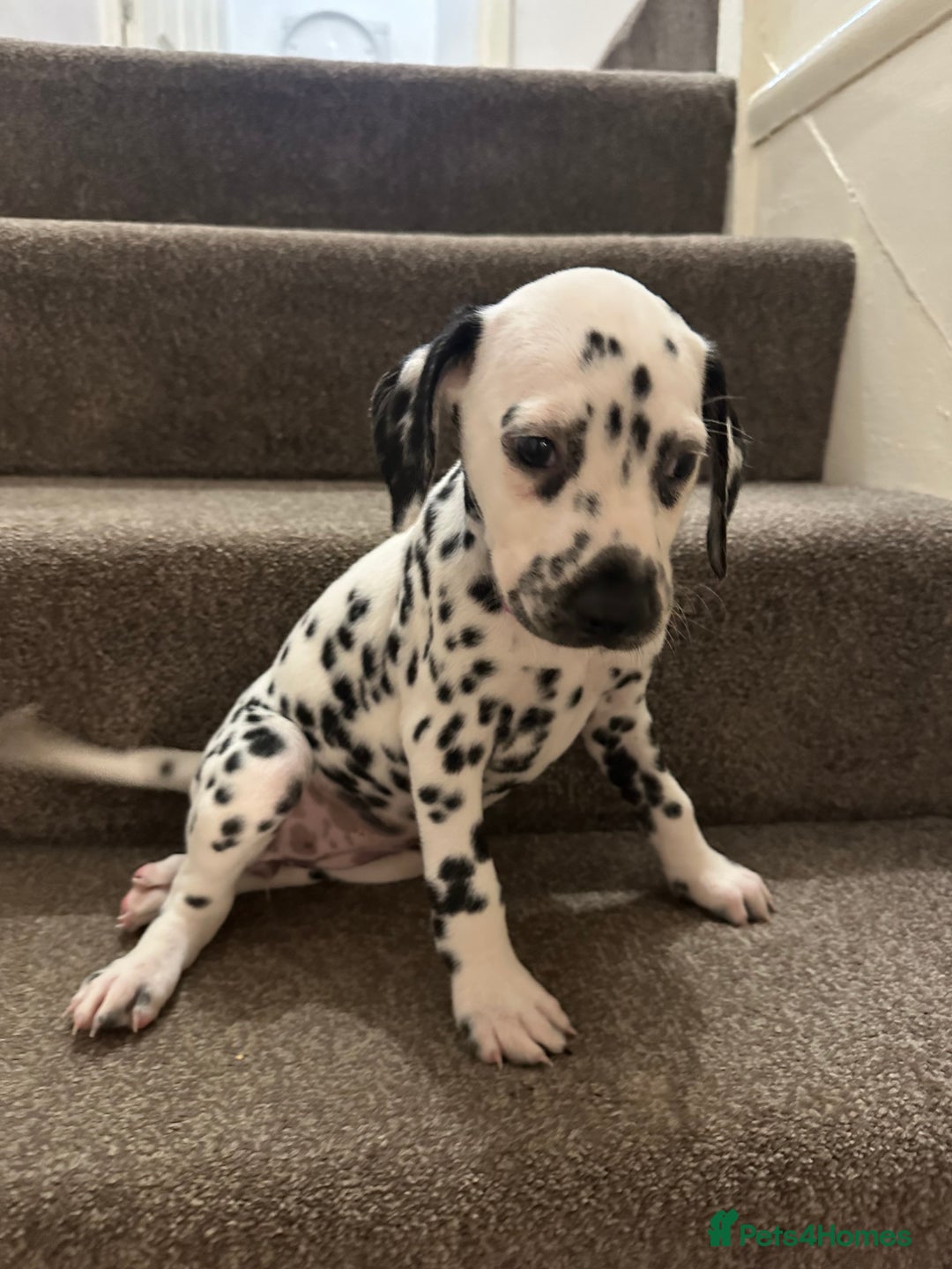 Dalmatian dogs for sale: Dalmatian 1 boy 2 girls  - Advert 9