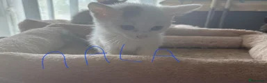 Nala