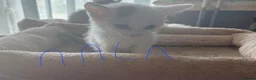 Mixed Breed cats for sale: Domestic shorthair kittens for sale - Advert 3