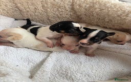 Mixed Breed dogs for sale: Adorable Jack Russel x Chihuahua puppies  - Image 3