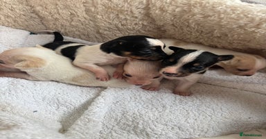 Mixed Breed dogs - Advert 6