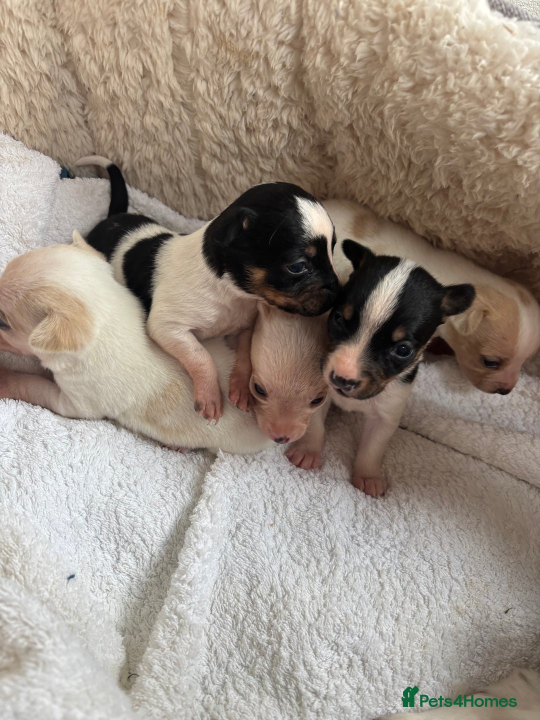 Mixed Breed dogs for sale: Adorable Jack Russel x Chihuahua puppies  - Image 3