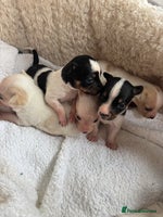 Mixed Breed dogs - Advert 9