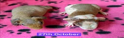 Guinea Pig rodents for sale: Skinny/Guinea Pigs - Advert 6
