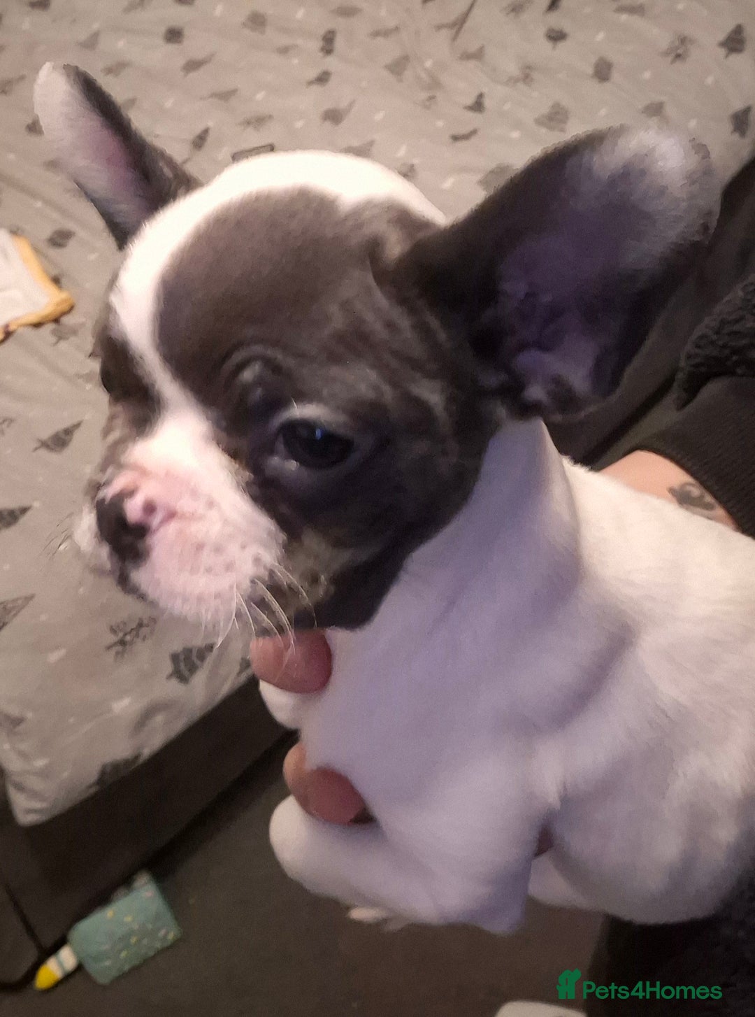 French Bulldog dogs for sale: 5 french bulldogs left!! Ready now! - Advert 11