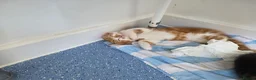 British Shorthair cats for sale: 2 ginger tabby boy kittens  in South Molton - Advert 4
