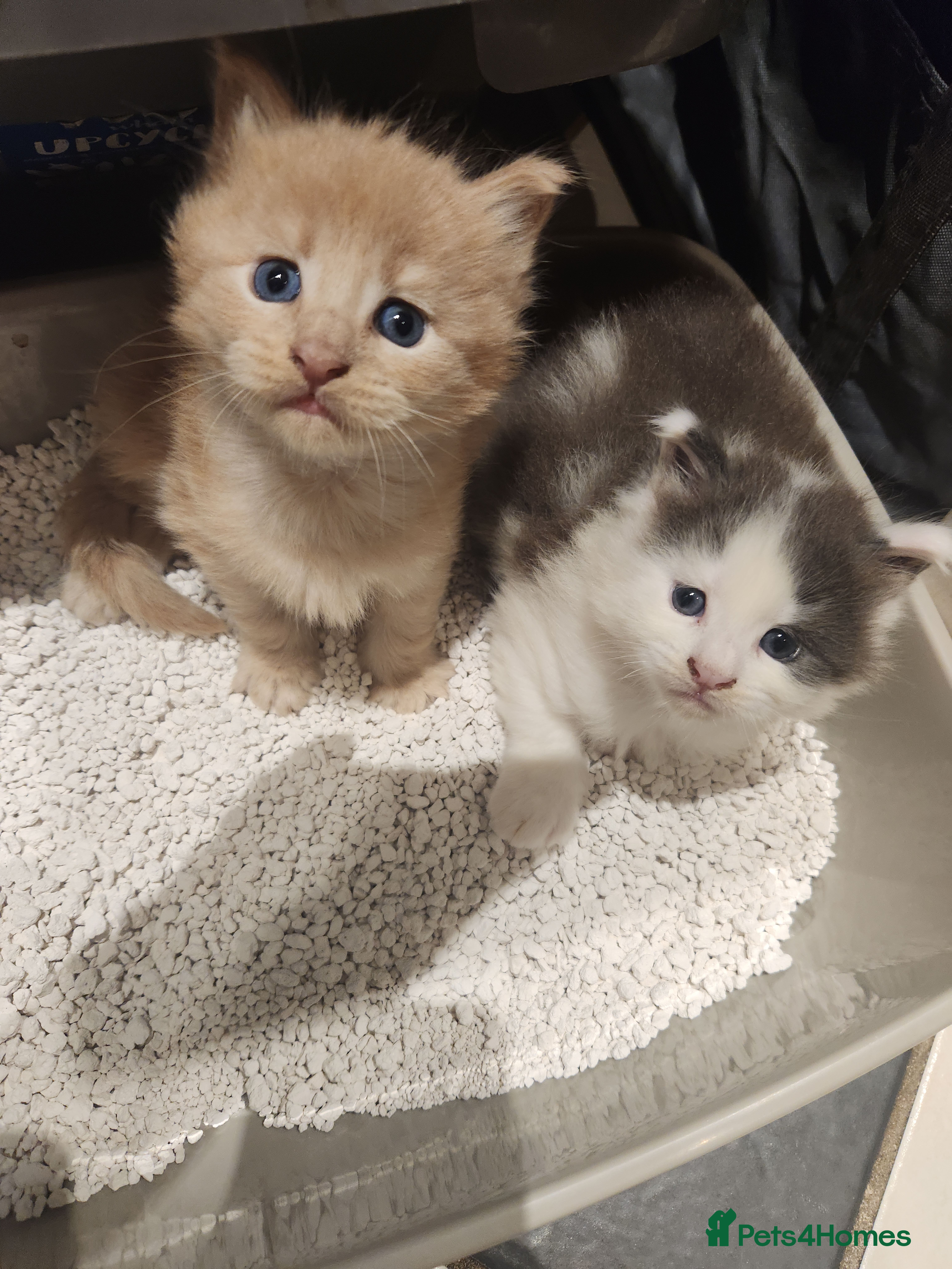 Maine Coon cats Beautiful Purebred maine coon kittens - Advert 6