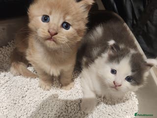 Maine Coon cats Beautiful Purebred maine coon kittens - Advert 6