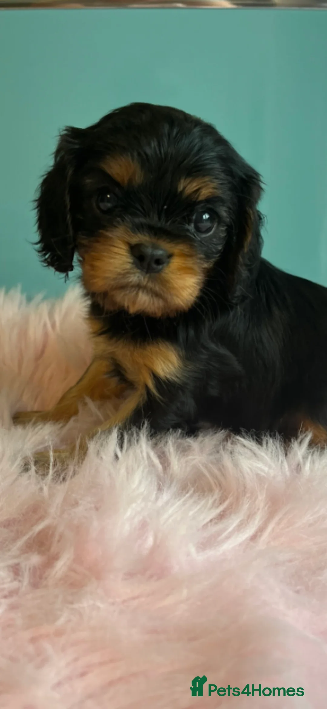 Cavalier King Charles Spaniel dogs for stud: HEALTH TESTED KC REG RUBY in Wigan - Advert 7