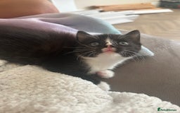 Mixed Breed cats for sale: Four mixed bread kittens  - Image 1