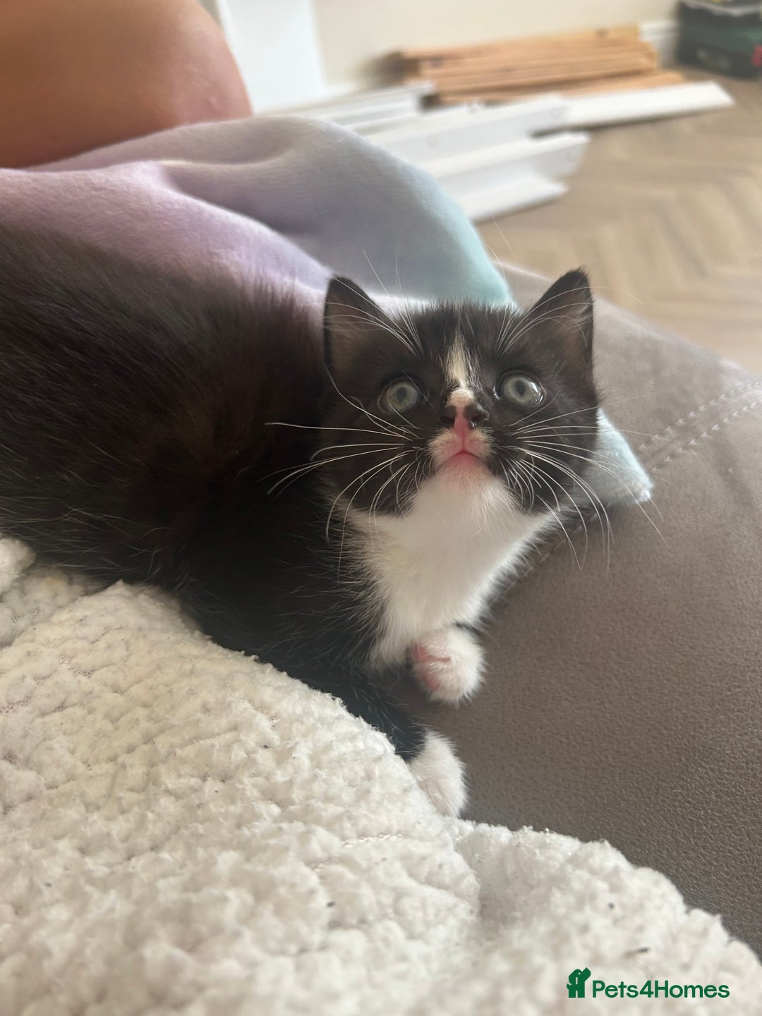 Mixed Breed cats for sale: Four mixed bread kittens  - Image 1