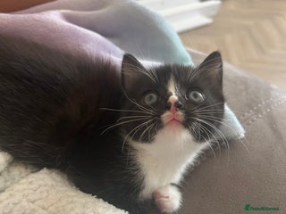 Mixed Breed cats - Advert 15