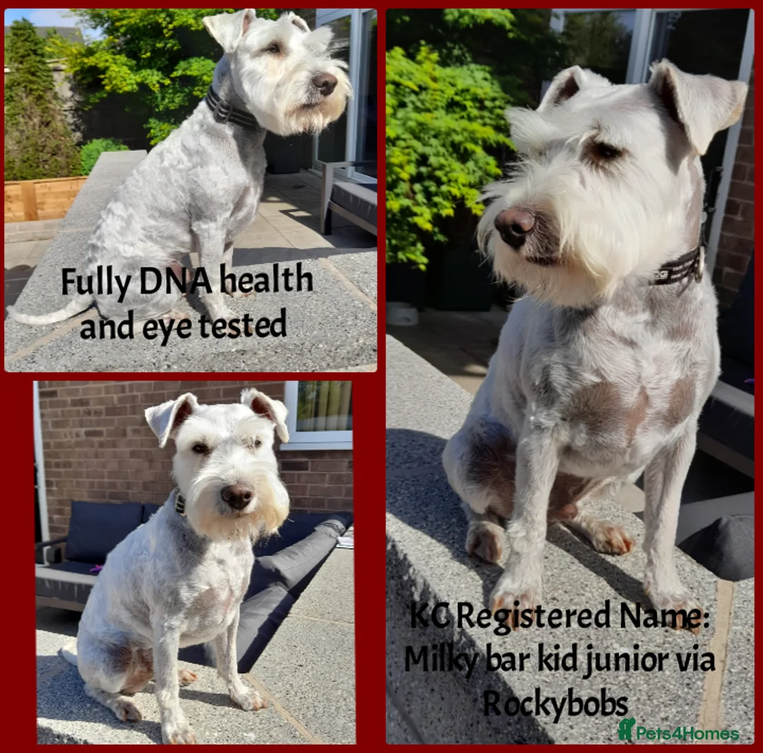 Miniature Schnauzer dogs for stud: Rockybobs Miniature Schnauzer: Fully health tested in Manchester - Advert 2