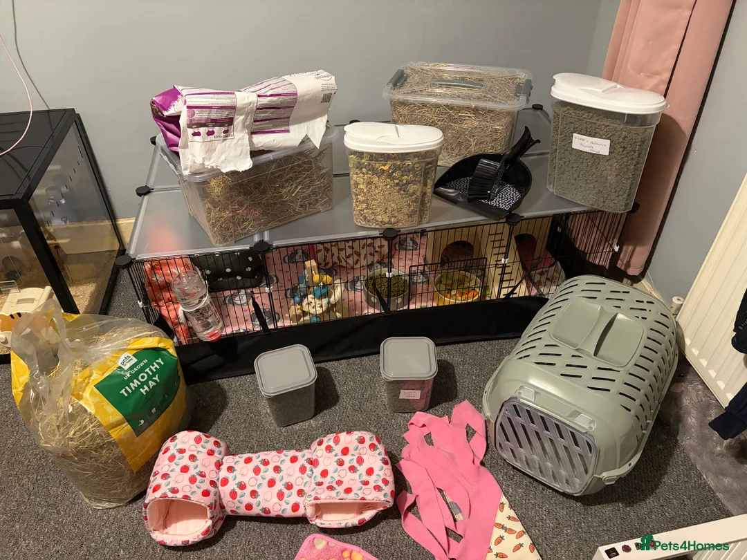 Guinea Pig rodents for sale: 2 male guinea pigs and full set up plus extras  - Advert 2