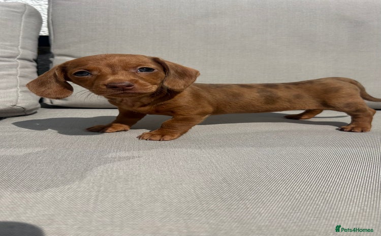 Miniature Dachshund dogs - Advert 6