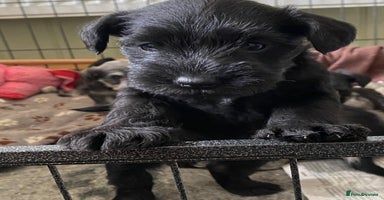 Miniature Schnauzer dogs - Advert 15