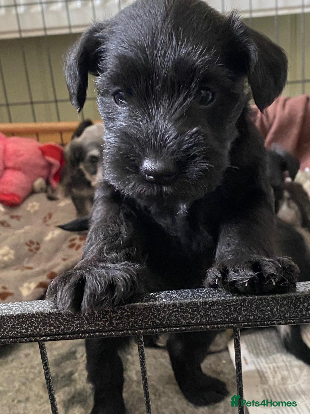 Miniature Schnauzer dogs for sale: 6 adorable Miniature schnauzer puppies  - Image 4