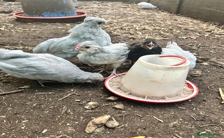 Chickens poultry - Advert 2