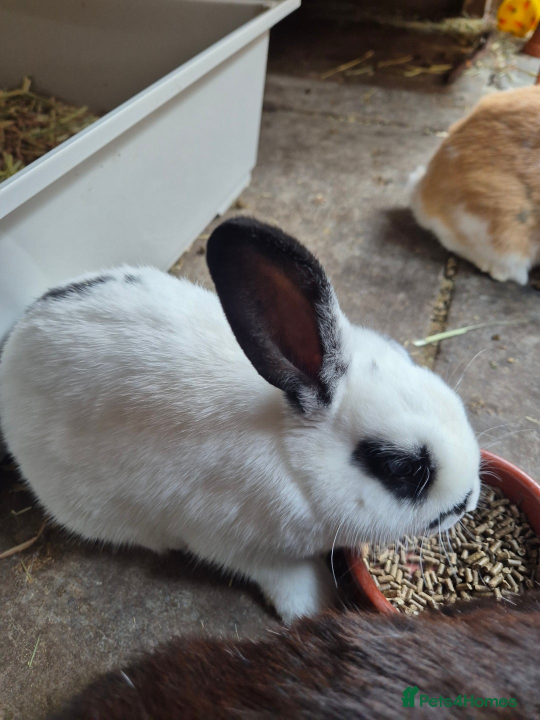 Mini Lop rabbits for sale: Mini Lop Mix  - Image 5