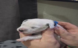 Dalmatian dogs for sale: 100% DALMATIAN LITTER - Image 17